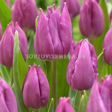 Лале /Tulip Purple Elegance/ 11/12