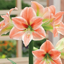 Амарилис /Hippeastrum galaxy 'Apricot Parfait'/ 1 бр