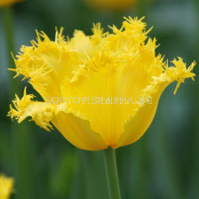 Лале /Tulip Maja/ 10/11