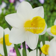 Нарцис /Narcissi trumpet 'Bravoure'