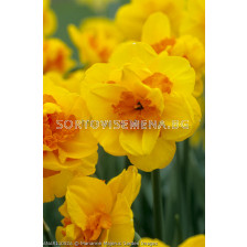 Нарцис( Narcissus Monza) 1 оп - 5 бр