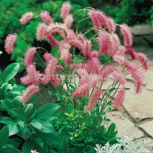 Динка / sanguisorba obtusa / 1 бр 