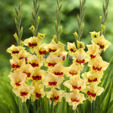 Гладиол /Gladioli butterfly Safari /