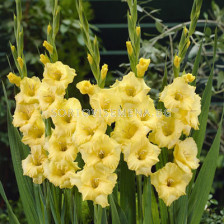 Гладиол Gladiolus Jacksonville Gold1 бр