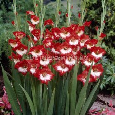 Гладиол / Gladiolus 'Mademoiselle de Paris' / 