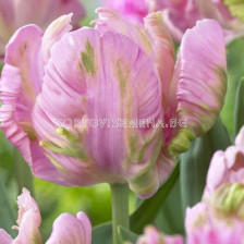 Лале /Tulip 'Air''/ 1 бр
