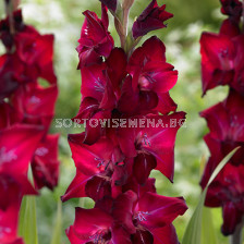 Гладиол / Gladiolus 'Tavira' / 