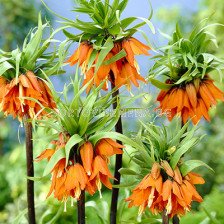 Фритилария /Fritillaria imperialis 'Prolifera'/ 1 бр