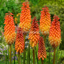 Книфофия /Kniphofia Alcazar/ 1 бр