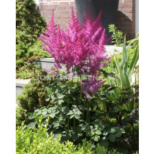 Астилбе / Astilbe To Have and to Hold / 1 бр