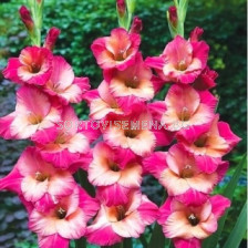 Гладиол Gladiolus Ted's Favourite 1 бр