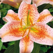 Лилиум /Lilium oriental 'Salmon Star' / 1 оп -2 бр