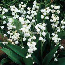 Момина сълза бяла - Convallaria Majalis White - 5 бр.