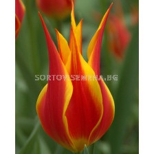 Лале /Tulip Fly Away/Lily-Flowered  11/12