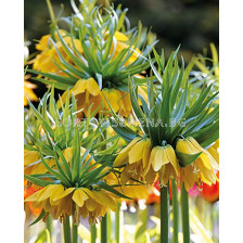 Фритилария /Fritillaria imperialis Maxima Lutea'/ 1 бр