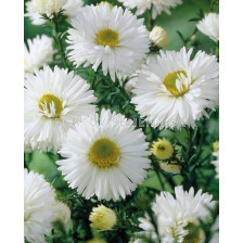 Астра /Aster Novi-Belgii White/ 1 коренище