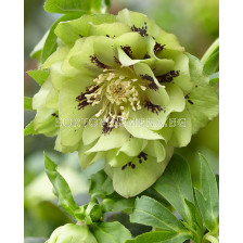 Кукуряк /Helleborus Double Ellen Green / 1 бр