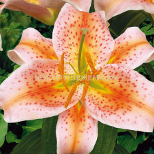 Лилиум  /Lilium oriental 'Salmon Star' / 1 бр