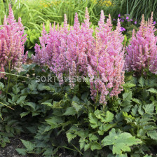 Астилбе /Astilbe 'Vision in pink'/ 1 бр