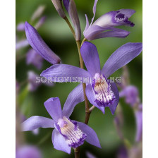 Земна орхидея / Bletilla blue dragon / 1 бр