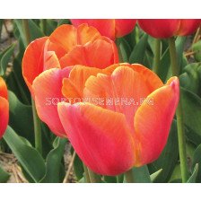 Лале /Tulip Michael/ 11/12