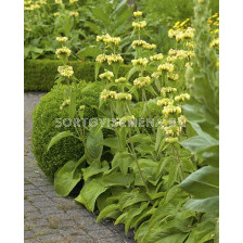 Фломис / Phlomix Russellana / 1 корен