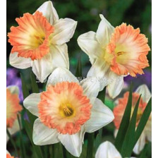 Нарцис (Narcissus) Trumpet British Gamble