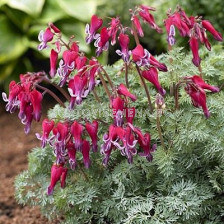 Дамско сърце -Dicentra Fire Island -1 бр