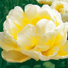 Лале /Tulip Flaming Evita/ 1 бр
