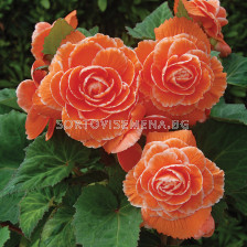 Бегония Лейс Априкот /  Begonia Lace apricot / 1 бр