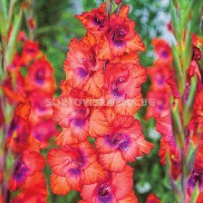 Гладиол /Gladiolus  'Tricolor' /1 бр