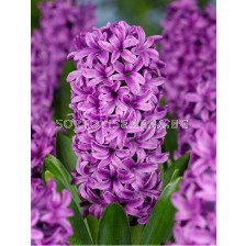 Зюмбюл / Hyacinthus Broadway/ 15/16 1 бр