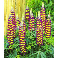 Лупина лилаво-жълта/  Lupinus Purple/Yellow / 1 бр				