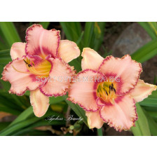 Хемерокалис Ангелска красота /HEMEROCALLIS AGELESS BEAUTY/ 1 бр