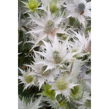 Морска падуба - Eryngium White Giant - 1 бр			