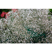 Гипсофила бяла / Gypsophila alba / 2 бр 