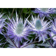 Морска падуба /Eryngium alpinum/ 1 бр