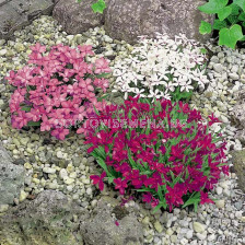 Родохипоксис микс / Rhodohypoxis mix / 5 бр 