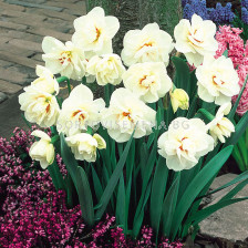 Нарцис /Narcissi double 'Acropolis'/ 1 бр