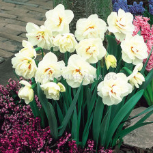 Нарцис /Narcissi double 'Acropolis'