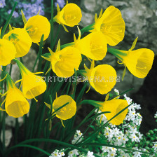 Нарцис /Narcissi species bulbocodium conspicuus'/ 1 бр
