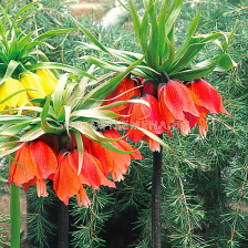 Фритилария /Fritillaria imperialis 'Rubra Maxima''/ 1 бр