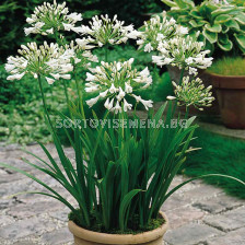 Агапантус / Agapanthus umbellatum white / 1 бр