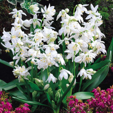 Синчец бял /Scilla Siberica Alba/ 1 бр