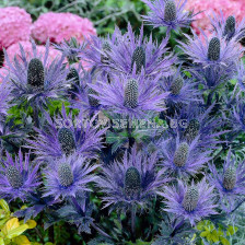 Аметист морска падуба - Eryngium Blue Star - 1 бр