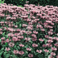 Монарда /  Monarda Beauty of Cobham / 1 бр