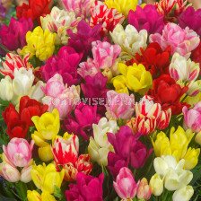 Лале микс /multiflowered shortstemmed mix/ 1 оп (10 бр )