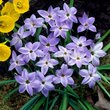 Ифейон /Ipheion uniflorum 'Wisley Blue''/ 1 бр