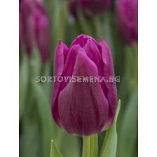 Лале DESTINATION - sortovisemena.bg Лале DESTINATION