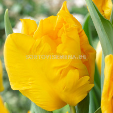 Лале Yoko Parrot 1 бр